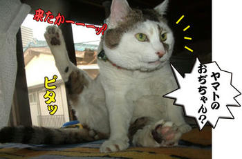 キタタタタタタタタタ━(゚(゚ω(゚ω゚(☆ω☆)゚ω゚)ω゚)゚) どんこ、毛繕いしてるバヤイじゃないわよッ!