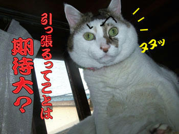 アンタは黙ってなさい。 (  ̄0 ̄)/"☆ピシ!!