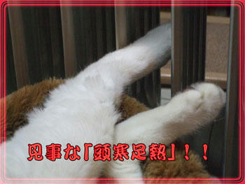 w( ̄▽ ̄;)wワオッ!!日本の正しい習慣♪