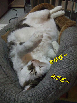 ぬくそうだね~
