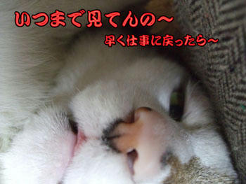 ホント、マシコ・デラックスねｯ!（怒）