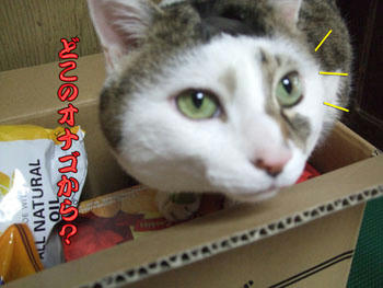 大阪のオナゴだわさ～