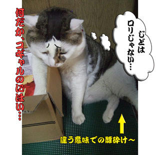ロリってロリコンかよ～(ﾉ_-;)ﾊｱ…