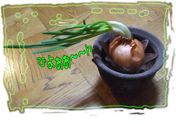 (ﾉﾟρﾟ)ﾉ ｫｫｫ･･ｫ･･ｫ････見事に育ってるわね～