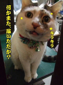 目指せ、スージーさんとこのありちゃん♪