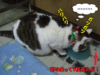 何で急に食べ始めるのさーーｯ!