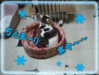 わわわっ！余りにも寒そうで雪まで見える～