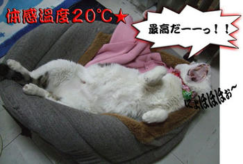 またそんな格好かにーーッ!?