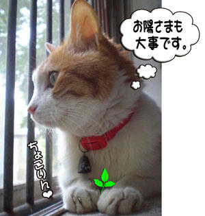 そうだね。。タンタンの大好きなお陽さまだもん。