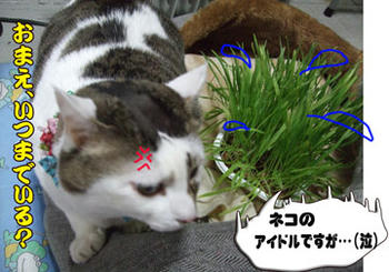 どんこちゃぁ～ん、それ食べ物だよ～