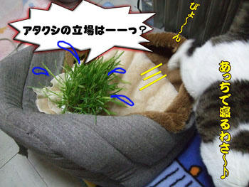 ネコ草さん、すんまそん。