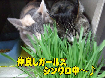 (ﾉ*ﾟ▽ﾟ)ﾉ ｳｫｫｫｫｫﾝ見事なシンクロ♪