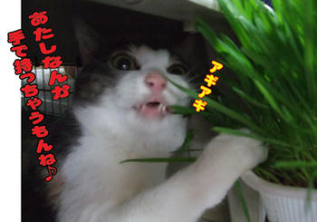 手まで出るかいっ!