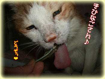 お目目が寄ってるよ(笑)