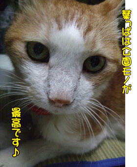 天然モノが一番かな?☆^∇゜)
