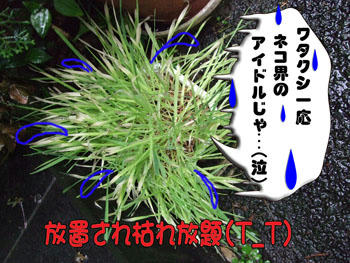やっぱりプライド、ズタズタ?