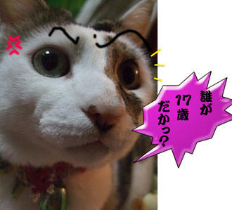 わわっ、そんなどアップでっ!!