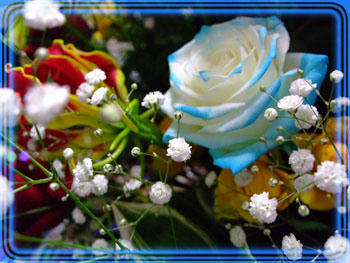 (ノ゚ρ゚)ノ ォォォ・・確か青い薔薇は出来ないんじゃなかったの?