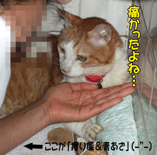 優しいタンタン♪