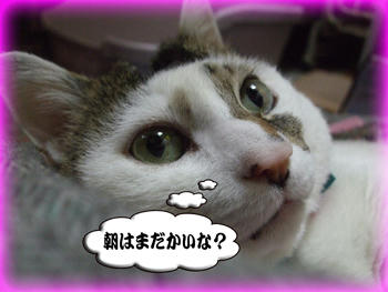朝が待ち遠しいの?