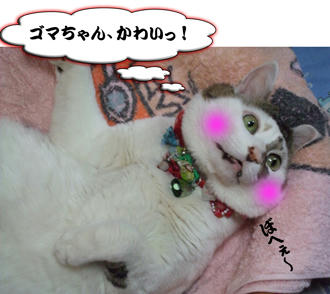 見つめられても、あんまり嬉しくないかも~