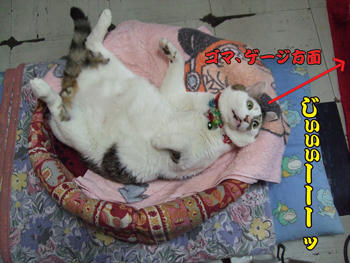 (∴`┏ω┓´)/コラァー!!なんて格好でレデーを見てるんだよ~