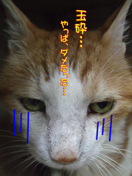 ごめんよ~タンタン(´_`。)グスン