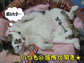 やっぱ、どんこはこうじゃなきゃ☆