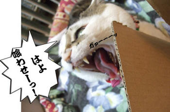 さっき食べたばっかじゃん。∑(￣[]￣；)!ﾎｴｰ!!