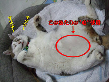 相変わらずのおっぴろげ~
