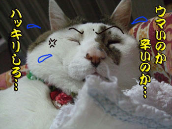 旨辛なんだよ。
