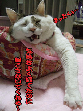 せっかく、急いで帰って来たのに～(-ε-)ﾌﾞｰﾌﾞｰ
