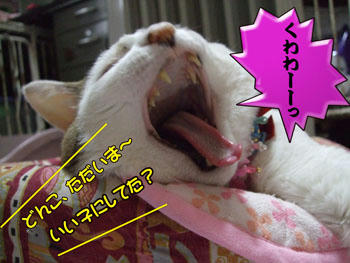 またいつもの大アクビでお出迎えかいっ！