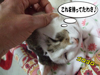 いないこと、分かってたんかのぅ～
