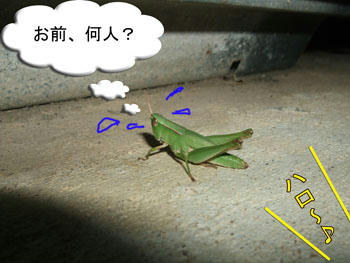 ジャパニーズよ～♪