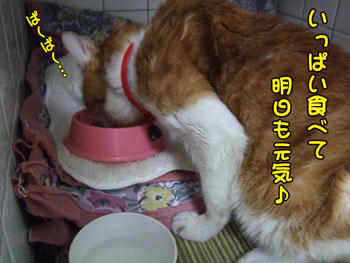 これ梅雨バテなんて言ったらぶっ飛ばされる（笑）