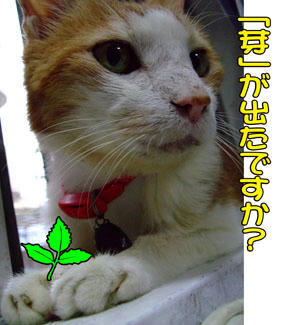 優しい想いに「芽」も出るね。。