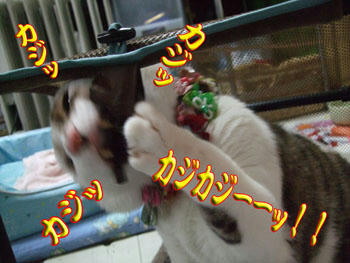 誰か止めて~Σ(゚皿゚)