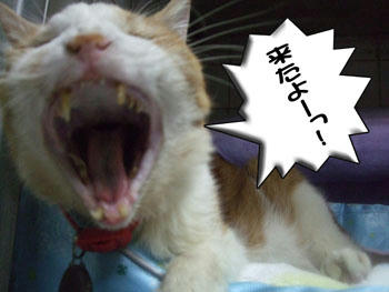 また来たって言われちゃうかな？ﾌﾟﾌﾟｯ