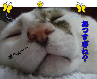今日は暑さで「ちょうちょ」まで飛んじゃったわさ～
