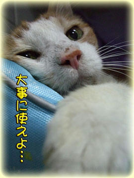 タンタンも大事に使ってたベッドだもんね♪