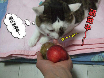 この酸味はち~と、目に沁みるわね(笑)