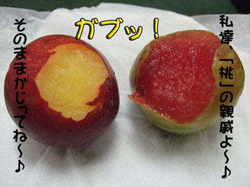 ガブッと丸齧り！