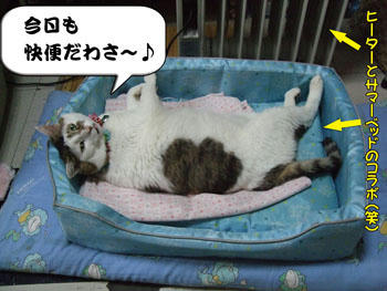 いい加減、ヒーターは片付けないと…（汗