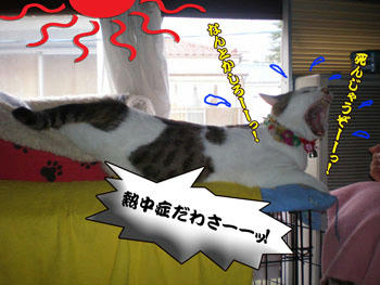 そんなに伸びきっちゃった～(￣Д￣；；