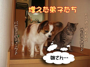 しっかりこみみ姐さんの言う事を聞きなさい！