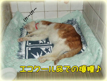 爆睡ちゅう～Zzzz･･･