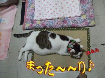 そこがいいのかい♪