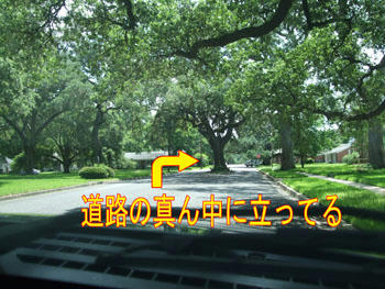 Σ(゚д゚;) ヌオォ!?道路の真ん中に『木』!!