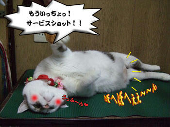 ぜっんぜん、サービスになってないですよ～（怒）